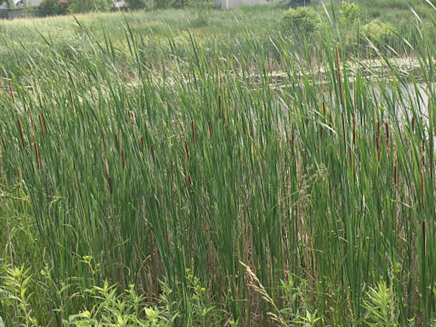 Narrow Leaf Cattail